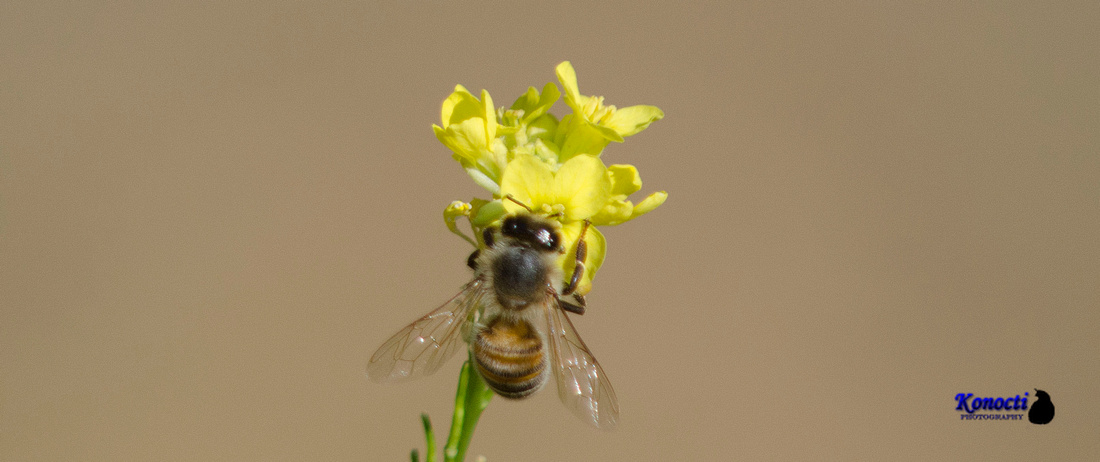 "Honeybee and Mustard blossoms"